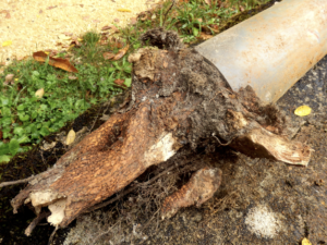 Tree roots in pipe